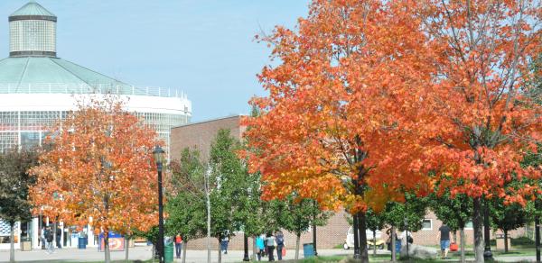 campus in the fall