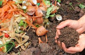 Compost Pile